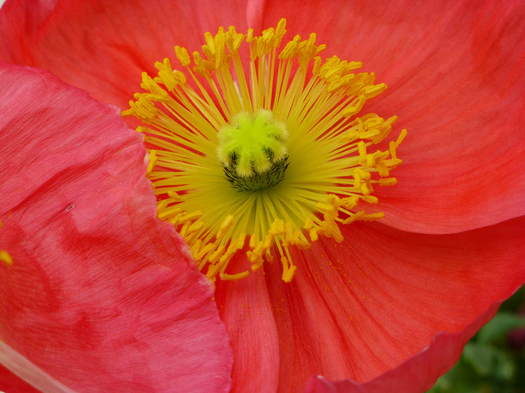Papaver nudicaule sélections horticoles photo